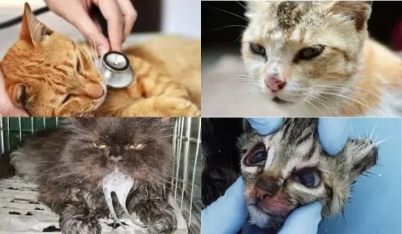 SỨC KHỎE ĐƯỜNG RUỘT - LÁ CHẮN QUAN TRỌNG