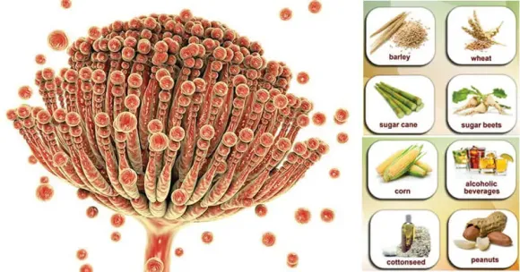 SỨC KHỎE ĐƯỜNG RUỘT - LÁ CHẮN QUAN TRỌNG