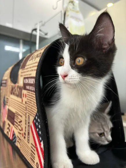 SỨC KHỎE ĐƯỜNG RUỘT - LÁ CHẮN QUAN TRỌNG