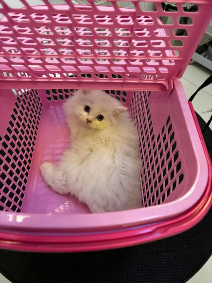 SỨC KHỎE ĐƯỜNG RUỘT - LÁ CHẮN QUAN TRỌNG