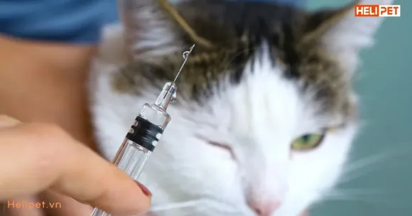 SỨC KHỎE ĐƯỜNG RUỘT - LÁ CHẮN QUAN TRỌNG