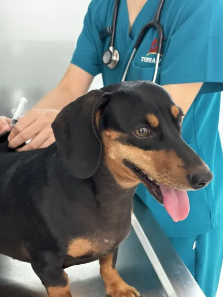 SỨC KHỎE ĐƯỜNG RUỘT - LÁ CHẮN QUAN TRỌNG