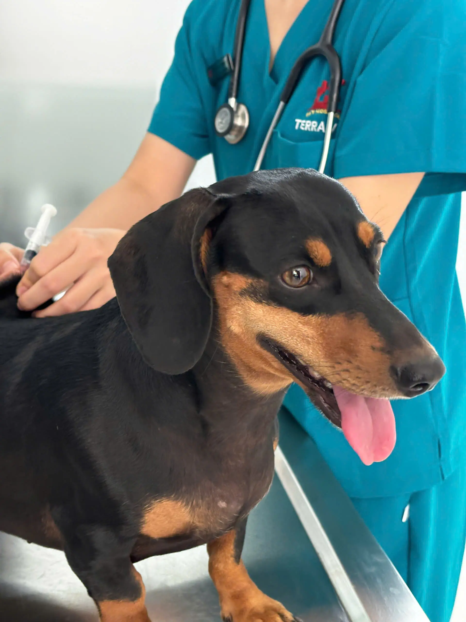 Dịch Vụ Chăm Sóc Thú Cưng Toàn Diện Tại Terravet - Đặt Lịch Ngay