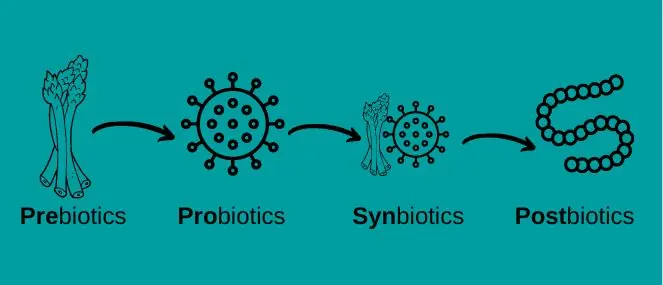 Postbiotic là gì? Bước tiến mới trong điều trị bệnh đường ruột ở chó mèo