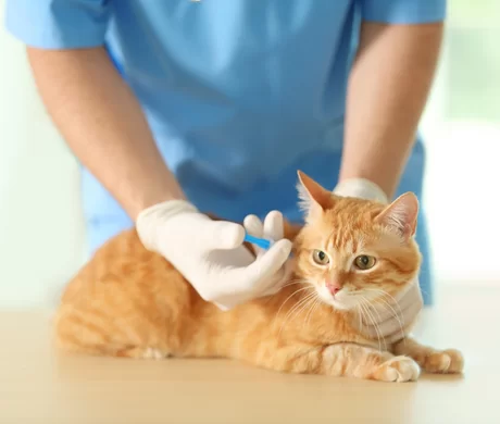 BỆNH VIỆN THÚ Y TERRAVET